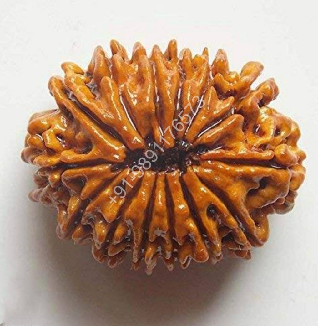 14 FOURTEEN FACE FOURTEEN MUKHI RUKDRAKSH BEAD